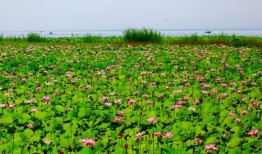 关注热点：济南HPV感染