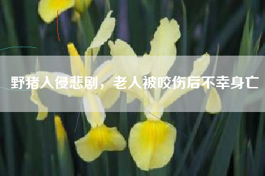野猪入侵悲剧，老人被咬伤后不幸身亡