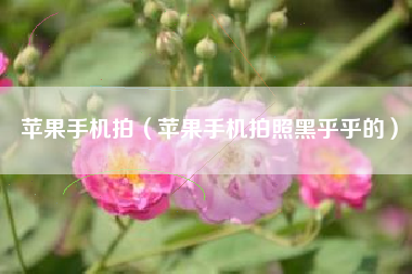 苹果手机拍（苹果手机拍照黑乎乎的）